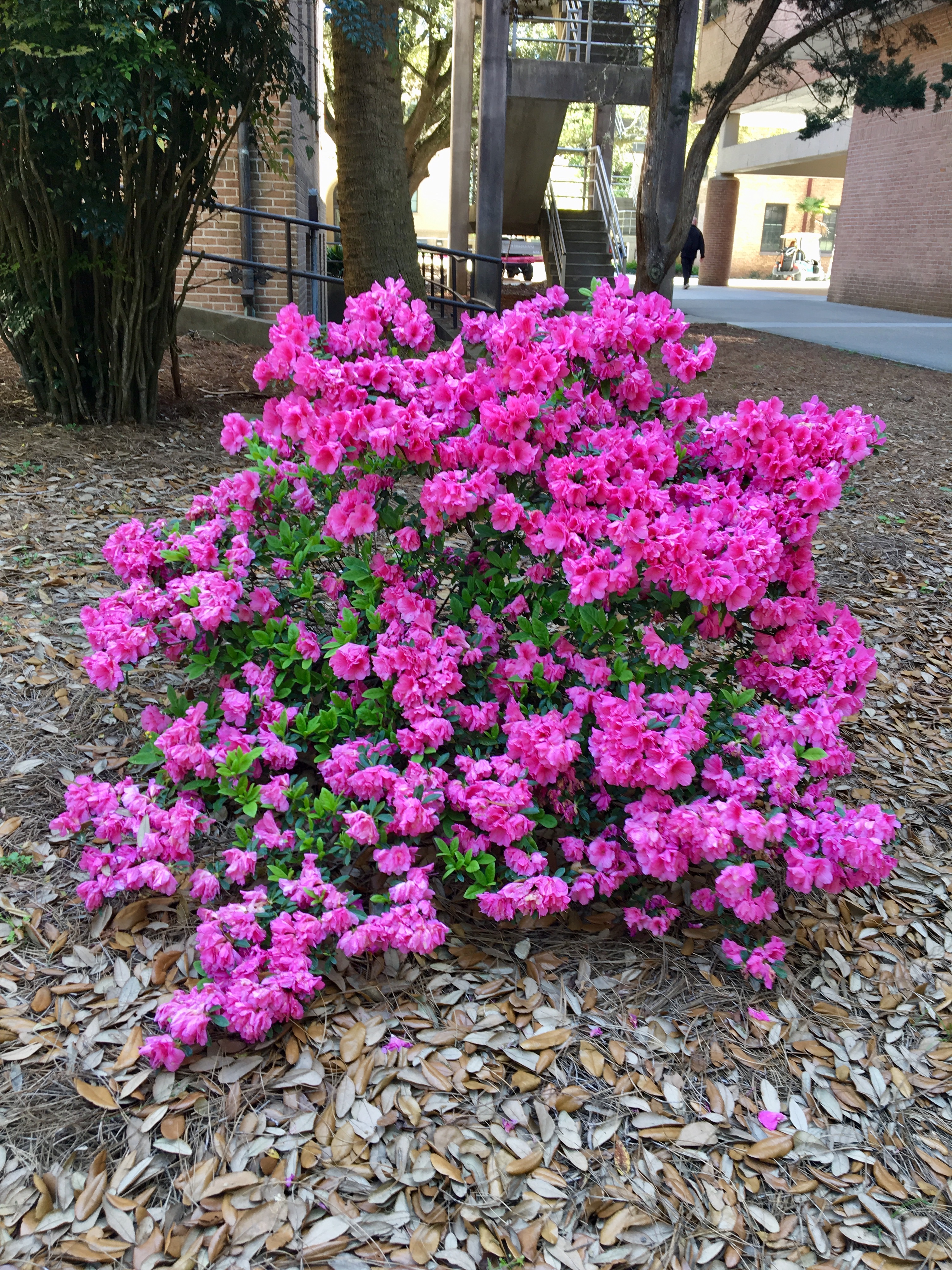Spring blooming azaelas should be pruned right after blooming before new buds set for next years show..JPG thumbnail